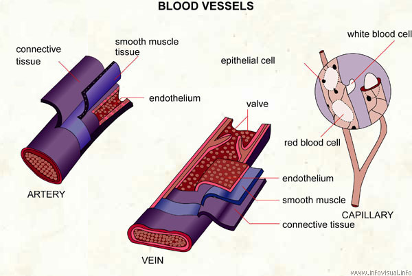 Blood vessels  (Visual Dictionary)